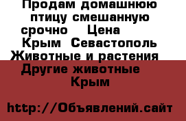Продам домашнюю птицу смешанную срочно. › Цена ­ 200 - Крым, Севастополь Животные и растения » Другие животные   . Крым